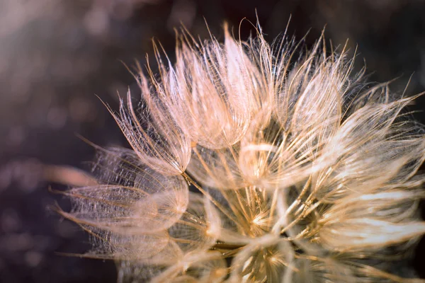 Tragopogon Dubius Diente León Gigante Cerca Hermosa Flor Del Aire — Foto de Stock