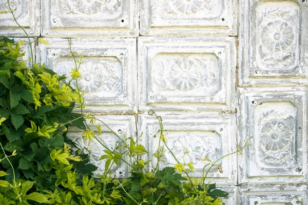 Duvar çimento eski moda gri-beyaz çini yeşil yabani üzüm ile kaplı. Arka plan, köşegen kenarlık