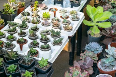 Sokak çiçekçi houseplants. Etli kaktüs türleri pot bitkiler - echeveria, sempervivum, ticaret, çiçekli bitkiler Satılık. Minyatür sulu bitkilerin yuvarlak ve kare tencere. 