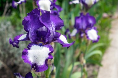 Bir iris çiçeği görünümünü yakın çekim yeşil yaprak ve çiçek yatak arka plan üzerinde. Güzel varietal Art Deco beyaz, mavi, mor Bahçe Süsen. Seçici odak