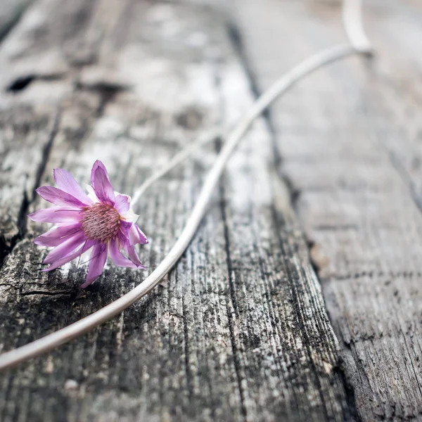 Lila Blomma Xeranthemum Grå Trä Textur Bakgrund Närbild Wabi Sabi — Stockfoto