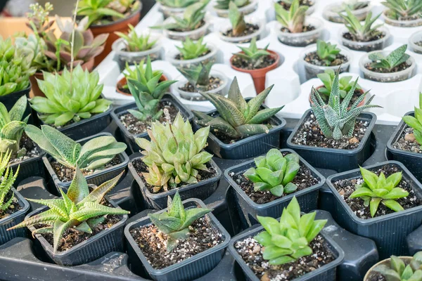 Tienda Plantas Flores Los Tipos Distintos Las Plantas Suculentas Cacerola — Foto de Stock