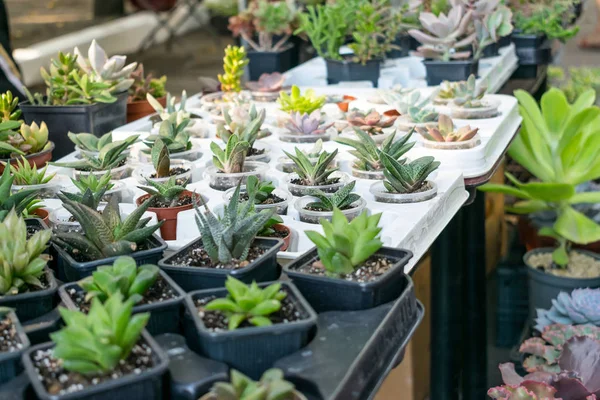 Szobanövények Utcai Virágbolt Különböző Típusú Zamatos Kaktusz Cserepes Növényekkel Echeveria — Stock Fotó