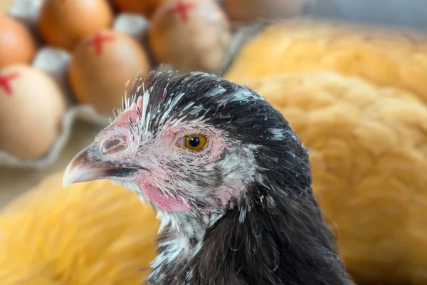 Close Chicken Hen Farm Eggs Mark Red Cross Background Recall — Stock Photo, Image