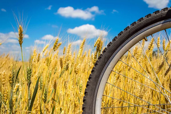 黄色い小麦と雲と青空の屋外の田園風景の背景のマウンテン バイク ホイール 健康的なライフ スタイル アウトドア アクティブな残り 自転車旅行のコンセプト — ストック写真