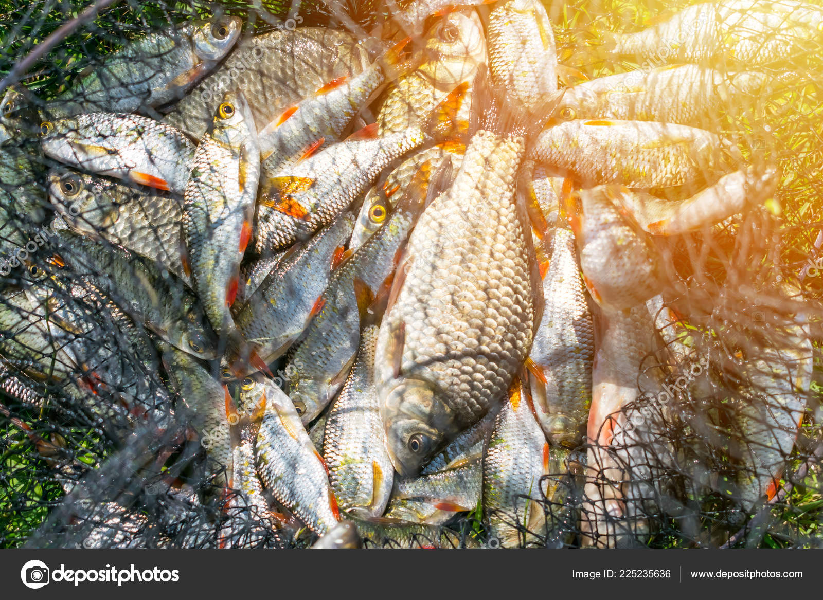 Catch Fish Net Basket Green Grass River Many Roaches Fishing — Stock Photo © Irrmago #225235636