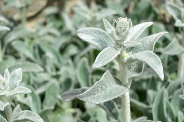 Kuzu kulağı, Türk Lamb'in kulak, Stachys Bizans, yünlü çit