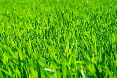 Bahar, bir toprakta büyüyen fidan genç buğday alanında. Yeşil buğday alan, buğday prouts. Yakın çekim. Seçici odak. Agronomik arka plan