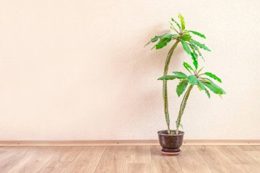 Atatürk Viguieri egzotik nadir sulu kaktüsler Madagaskar palm bitki kaktüs. Houseplant palm bej duvar, güzel Euphorbia Madagarcar üzerinden arka plan üzerinde tencerede. Kapalı ağacı palmiye. Kopya alanı
