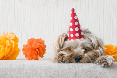 Sevimli Yorkshire Terrier (Yorkie) köpek kırmızı parti şapka kap içinde festival çelenk ve dekor arka masada yatıyor. Parti bitti partiden sonra tatil sona erdi.