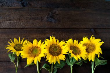Doğal doku rustik ahşap tahta üzerinde parlak sarı ayçiçeği. Mockup afiş üzerinde kopya alanı ile koyu arka plan ayçiçeği çiçekleri ile. Sonbaharda hasat, bereket, doğal ürünler kavramı