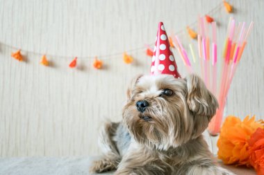 Komik sevimli Yorkshire Terrier (Yorkie) köpek kırmızı parti şapka kap içinde festival çelenk ve dekor arka masada yatıyor. Parti, parti, eğlence, tatil arka plan, afiş sonra. Kopya alanı