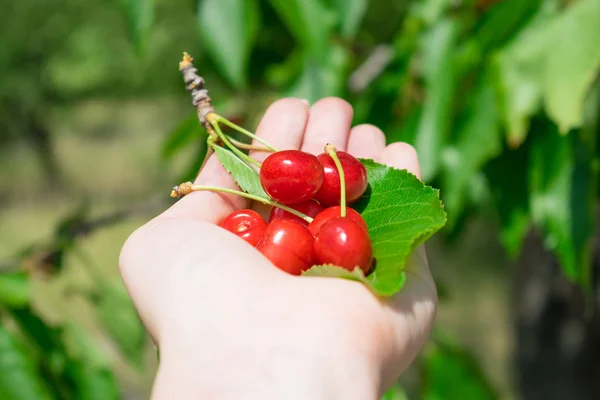 Grappolo Ciliegie Rosse Mature Foglie Verdi Palma Femminile Mano Ciliegio — Foto Stock