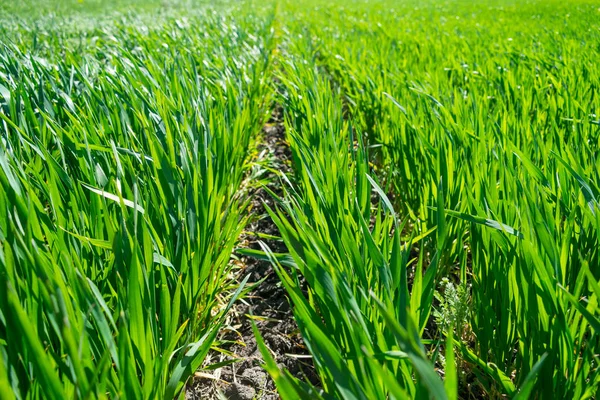 Campo Trigo Joven Primavera Las Plántulas Que Crecen Suelo Campo —  Fotos de Stock