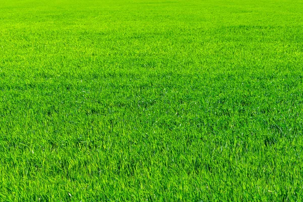 Campo Grano Giovane Primavera Piantine Che Crescono Terreno Campo Grano — Foto Stock