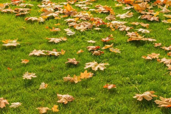 Yellow and orange fallen maple leaves on a bright green lawn. Autumn background with orange leaves on green grass
