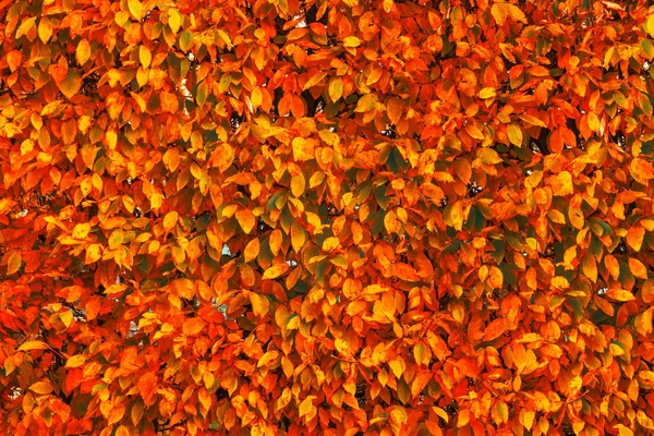 Bright red and orange autumn fall leaves background. Colorful and bright wall with autumn red and orange leaves