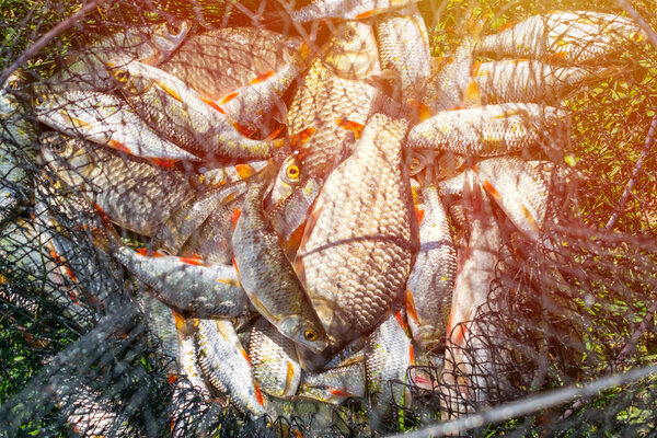 Catch of fish in net basket on green grass by the river. Many roaches on fishing net. Fishing concept, good catch. Fresh fish just taken from the water on landing net with fishery catch in it.