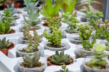 Tencere, seçici odak farklı varietal agav sulu bitkilerin kapatın. çeşitli lezzetli bitki pot - echeveria, Graptoveria, Haworthia, sempervivum, çiçekli evi, karanfiller