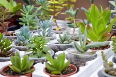 Tencere, seçici odak farklı varietal agav sulu bitkilerin kapatın. çeşitli lezzetli bitki pot - echeveria, Graptoveria, Haworthia, sempervivum, çiçekli evi, karanfiller