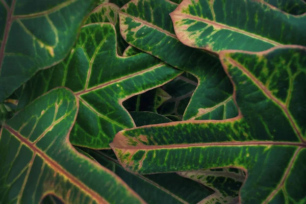 Croton Green Parte Vicino Sfondo Modello Naturale Bella Natura Nel — Foto Stock
