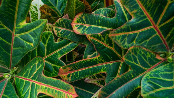 Croton Green Leaves Close Natural Pattern Background Beautiful Nature Moment — Stock Photo, Image