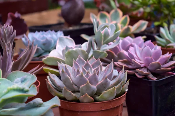 Close Different Varietal Agave Succulent Plants Pots Selective Focus Various — 图库照片