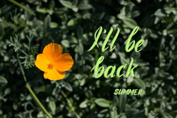 Lato Tle Zielonych Liści Kwiatu Pomarańczy Tekst Wrócę — Zdjęcie stockowe