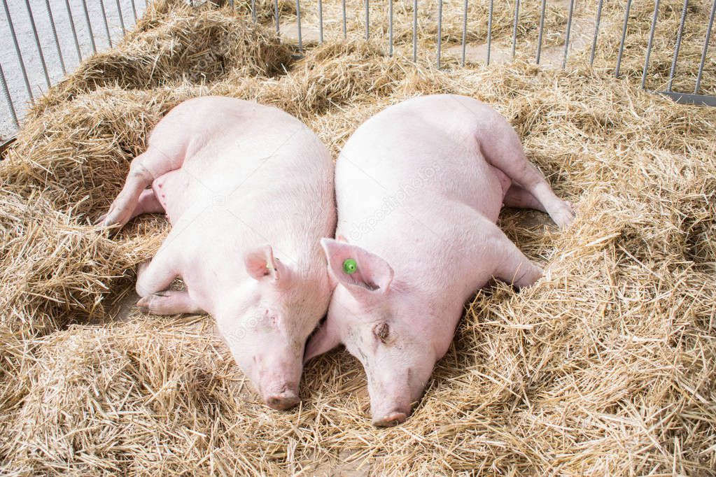 Two fat pink pigs sleep on hay and straw at pig breeding farm. Pork plant