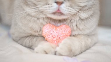 Rahatlık, aşk, Sevgililer günü kavramı. Pembe kedi pençeleri kalbinde yakın çekim. İskoç krem tekir kedi pençeleri pembe kalp ile. seçici odak