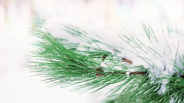 Sfondo Invernale Natale Ramo Abete Coperto Neve Durante Giornata Invernale — Foto Stock