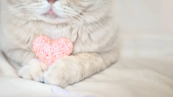 心地よさ バレンタインの概念 猫の足にピンクのハートをクローズ アップ スコットランド クリーム Tabby 猫とピンクハートの足 選択と集中 — ストック写真