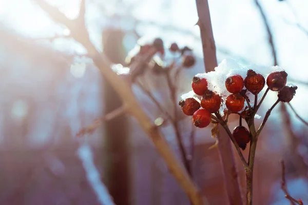 Fundo Inverno Com Neve Vermelho Cão Rosa Bagas Contra Ramos — Fotografia de Stock