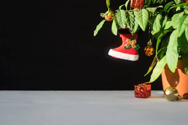 Nightshade Christmas Tree Red Xmas Boot Ball Gift Box Green — Stock Photo, Image