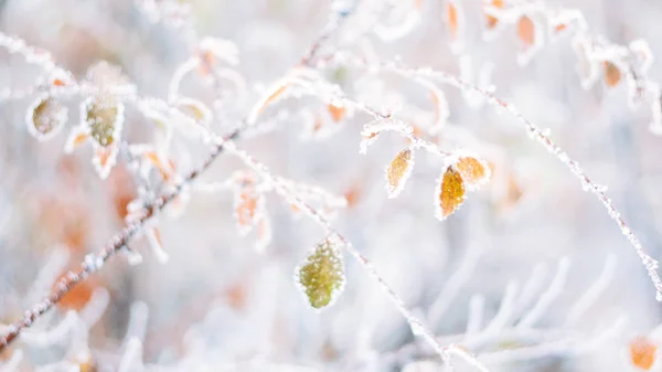 Belo Desfocado Delicado Inverno Geada Natureza Fundo Banner Gelo Coberto — Fotografia de Stock