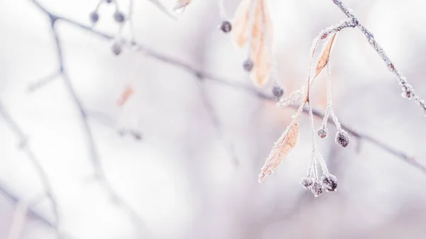 Belle Bannière Floue Délicate Hiver Givre Nature Arrière Plan Glace — Photo