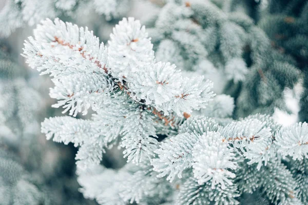 Inverno Natal Sempre Verde Árvore Fundo Gelo Coberto Ramo Abeto — Fotografia de Stock