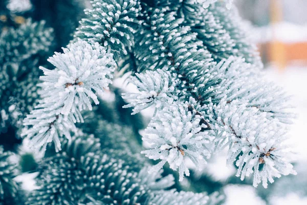 冬季霜冻圣诞常绿树背景 冰覆盖的蓝云杉树枝紧密相连 冷杉树枝上覆盖着雪 复制空间 有选择的重点 — 图库照片