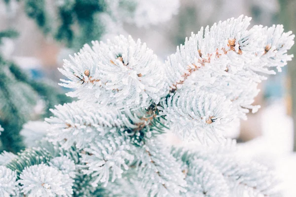 Inverno Gelo Natale Sempreverde Albero Sfondo Ramo Abete Rosso Blu — Foto Stock