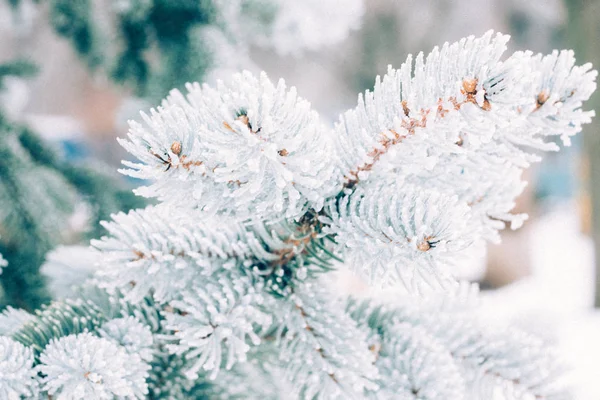 Inverno Geada Natal Evergreen Árvore Fundo Gelo Coberto Ramo Abeto — Fotografia de Stock