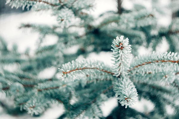 冬季霜冻圣诞常绿树背景 冰覆盖的蓝云杉树枝紧密相连 冷杉树枝上覆盖着雪 复制空间 有选择的重点 — 图库照片