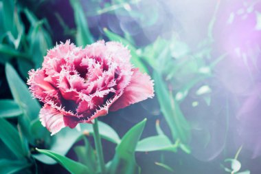 Parlak renkli lale arka plan, afiş. Güneş ışığı ve bokeh ile güzel çiçek laleler. Lale tebrik kartı. Seçici odaklama, yakın çekim.