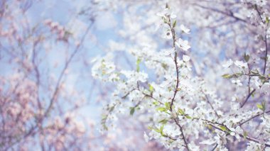 Bahar arka planı. Kiraz Çiçeği ağaçları, beyaz Sakura çiçekleri ve mavi gökyüzü arka plan üzerinde yeşil yaprakları