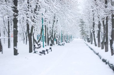 Kış soğuk gün genel Park. Karla kaplı ağaçlar ve şehir park banklar. Ağaç uyum içinde kış Park alanı.