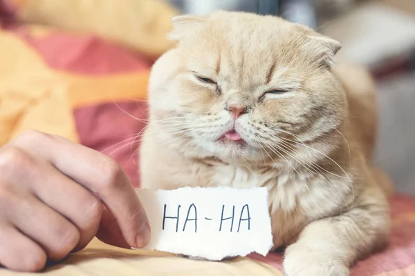 Концепция Дня дураков со смешной капризной шотландской кошкой и бумагой — стоковое фото
