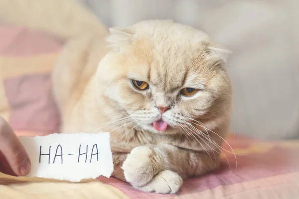 День сміху концепція з смішним шотландський кіт і папір — стокове фото