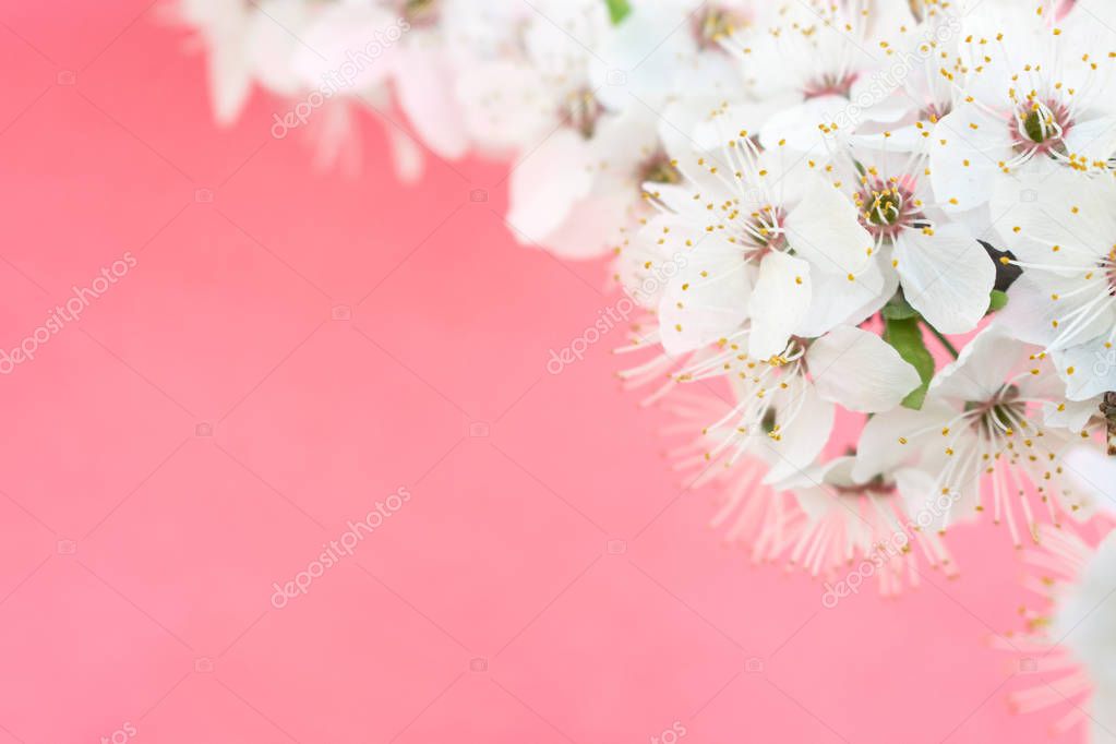 Spring background. Cherry Blossom trees, white Sakura flowers  a