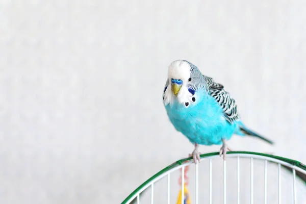 Budgie ondulato blu seduto sulla gabbia su sfondo chiaro. Uno Cu — Foto Stock