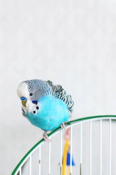 Blue wavy budgie sitting on the cage on light background. One Cu — Stock Photo, Image