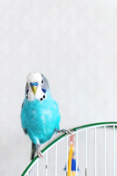 Niebieski falisty papużka siedzi na klatce na jasnym tle. Jeden Cu. — Zdjęcie stockowe